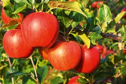 Ovoce a výrobky z ovoce