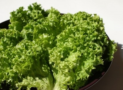 Lollo biondo prané trhané 2kg